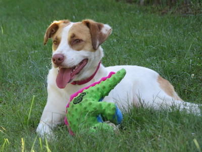 Owen, an adoptable Hound in Palmyra, VA, 22963 | Photo Image 1