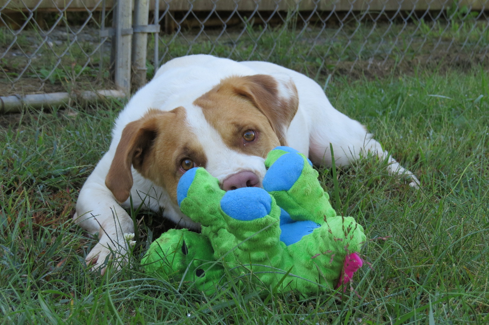 Owen, an adoptable Hound in Palmyra, VA, 22963 | Photo Image 2