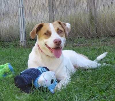 Owen, an adoptable Hound in Palmyra, VA, 22963 | Photo Image 3