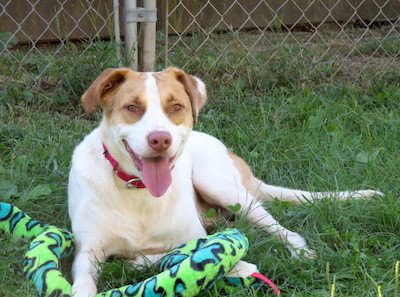 Owen, an adoptable Hound in Palmyra, VA, 22963 | Photo Image 4