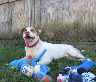 Owen, an adoptable Hound in Palmyra, VA, 22963 | Photo Image 5