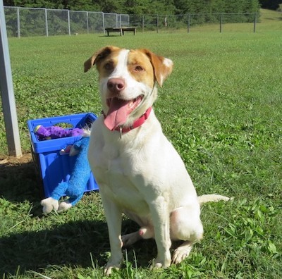 Owen, an adoptable Hound in Palmyra, VA, 22963 | Photo Image 6