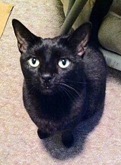 Ebony, an adoptable Domestic Short Hair in Tustin, CA, 92782 | Photo Image 2