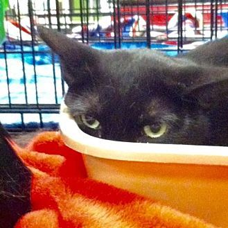 Ebony, an adoptable Domestic Short Hair in Tustin, CA, 92782 | Photo Image 3