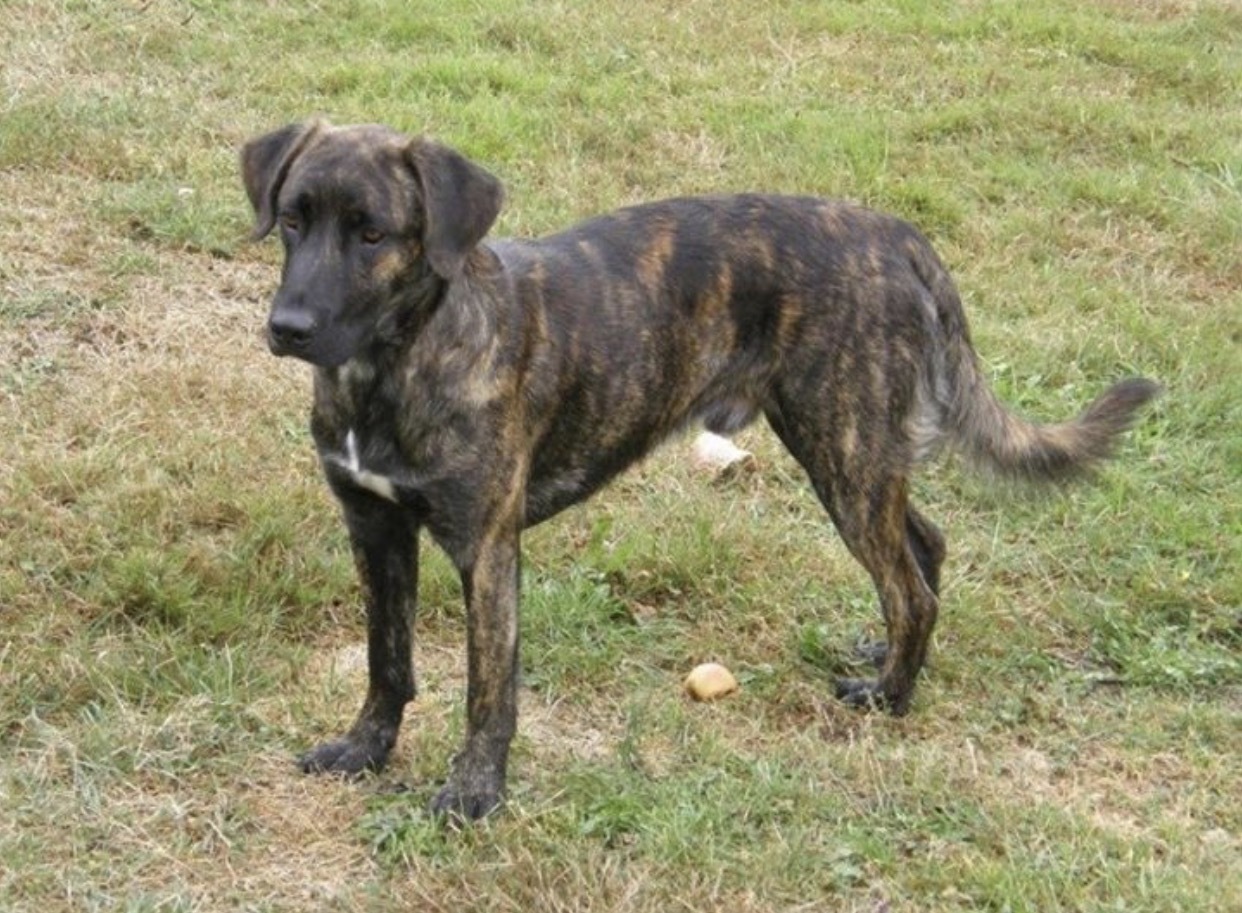 Lotte (NKA Auri)- COME MEET ME!, an adoptable Mountain Cur in Medfield, MA, 02052 | Photo Image 2