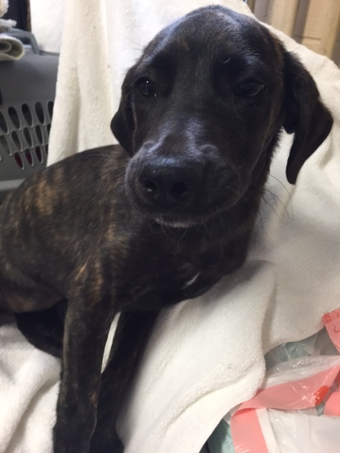 Lotte (NKA Auri)- COME MEET ME!, an adoptable Mountain Cur in Medfield, MA, 02052 | Photo Image 5