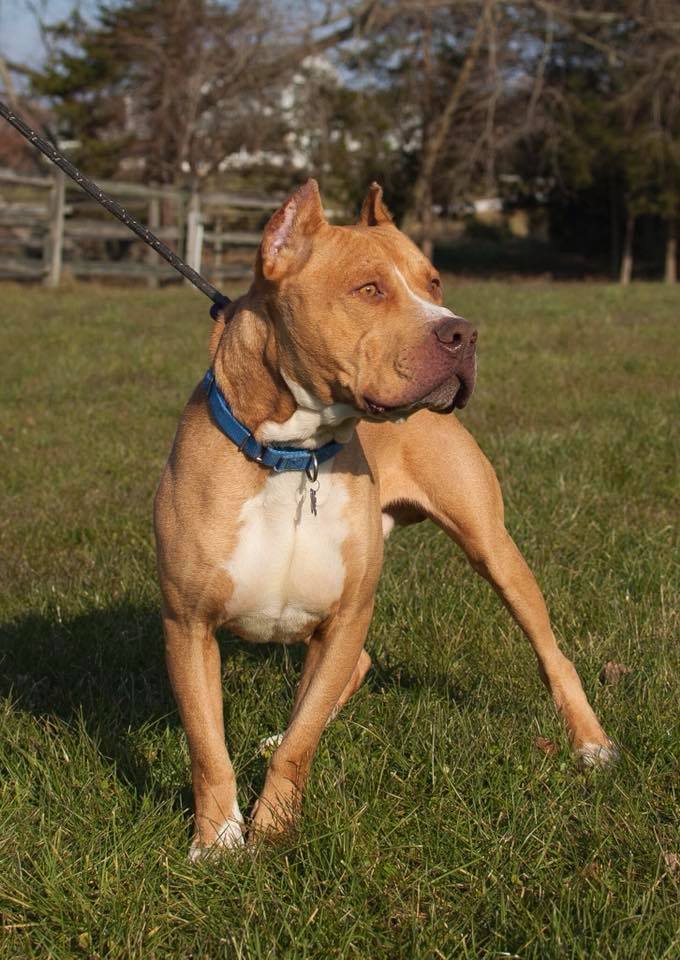 Dog For Adoption Victor A Cane Corso In Philadelphia Pa