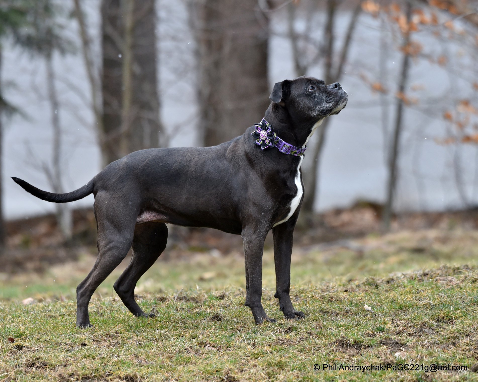 Fancee, an adoptable Boxer in Westminster, MD, 21157 | Photo Image 2