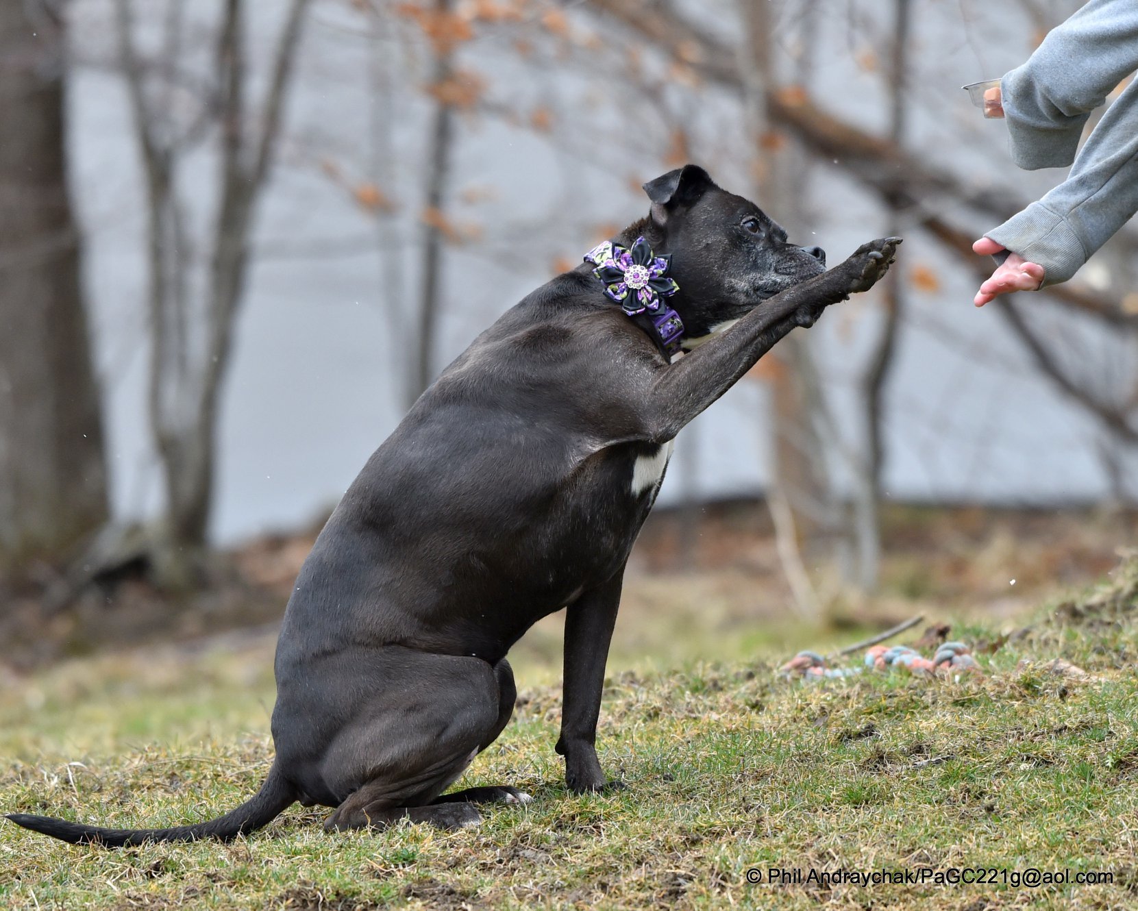 Fancee, an adoptable Boxer in Westminster, MD, 21157 | Photo Image 3