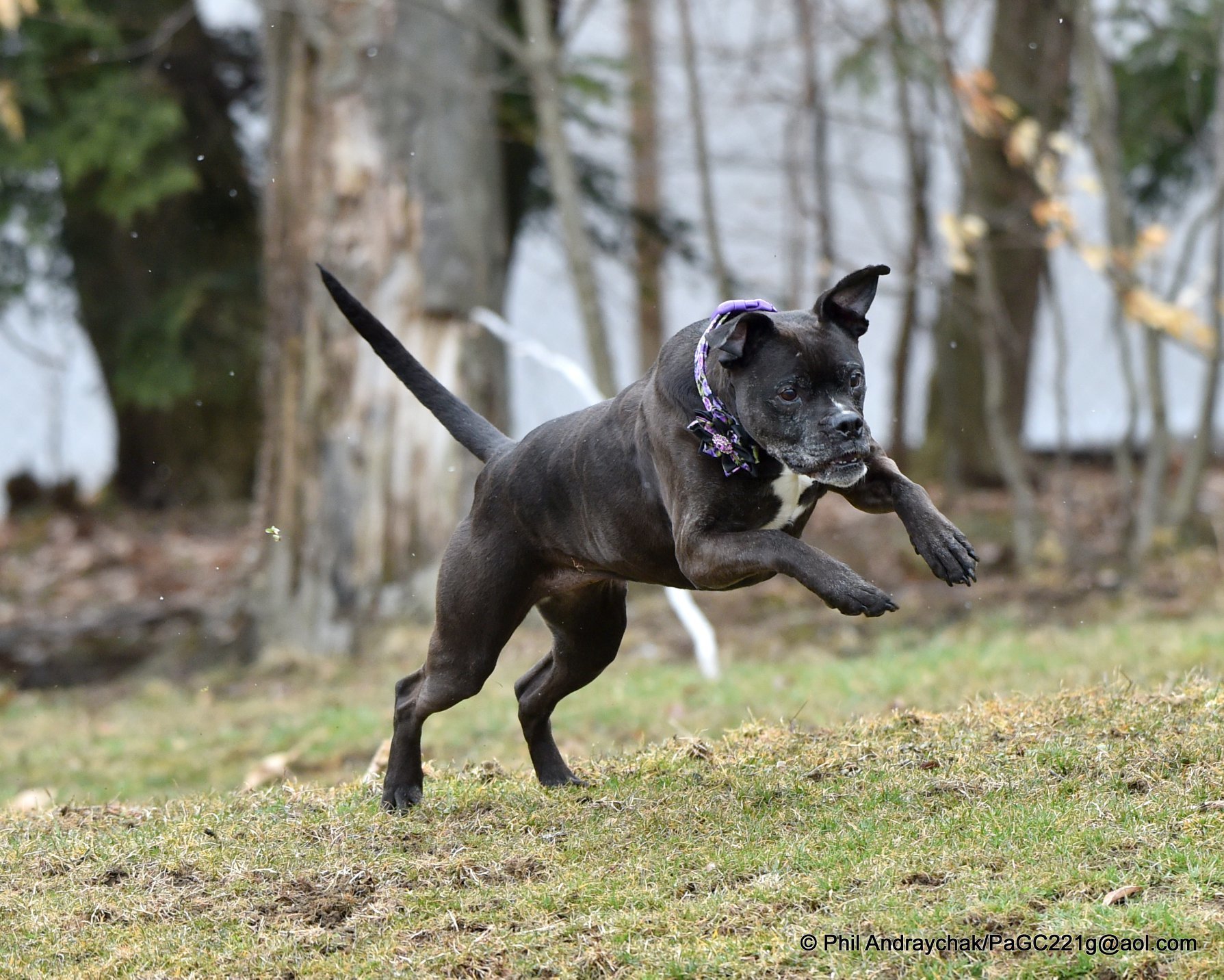 Fancee, an adoptable Boxer in Westminster, MD, 21157 | Photo Image 4