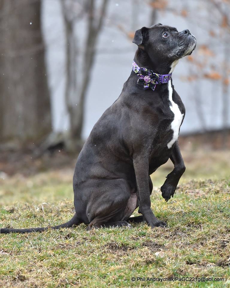 Fancee, an adoptable Boxer in Westminster, MD, 21157 | Photo Image 5