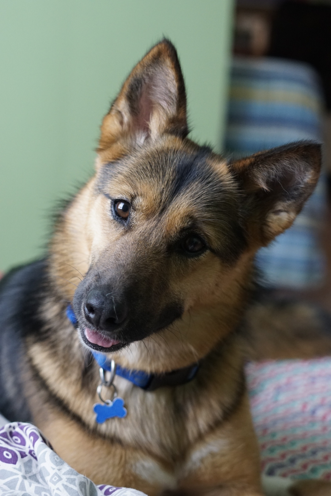 Avril, an adoptable German Shepherd Dog in Edmonton, AB, T5B 2B7 | Photo Image 2