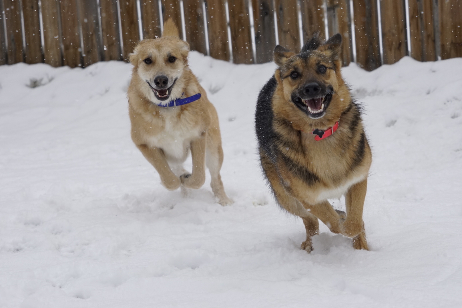 Avril, an adoptable German Shepherd Dog in Edmonton, AB, T5B 2B7 | Photo Image 4