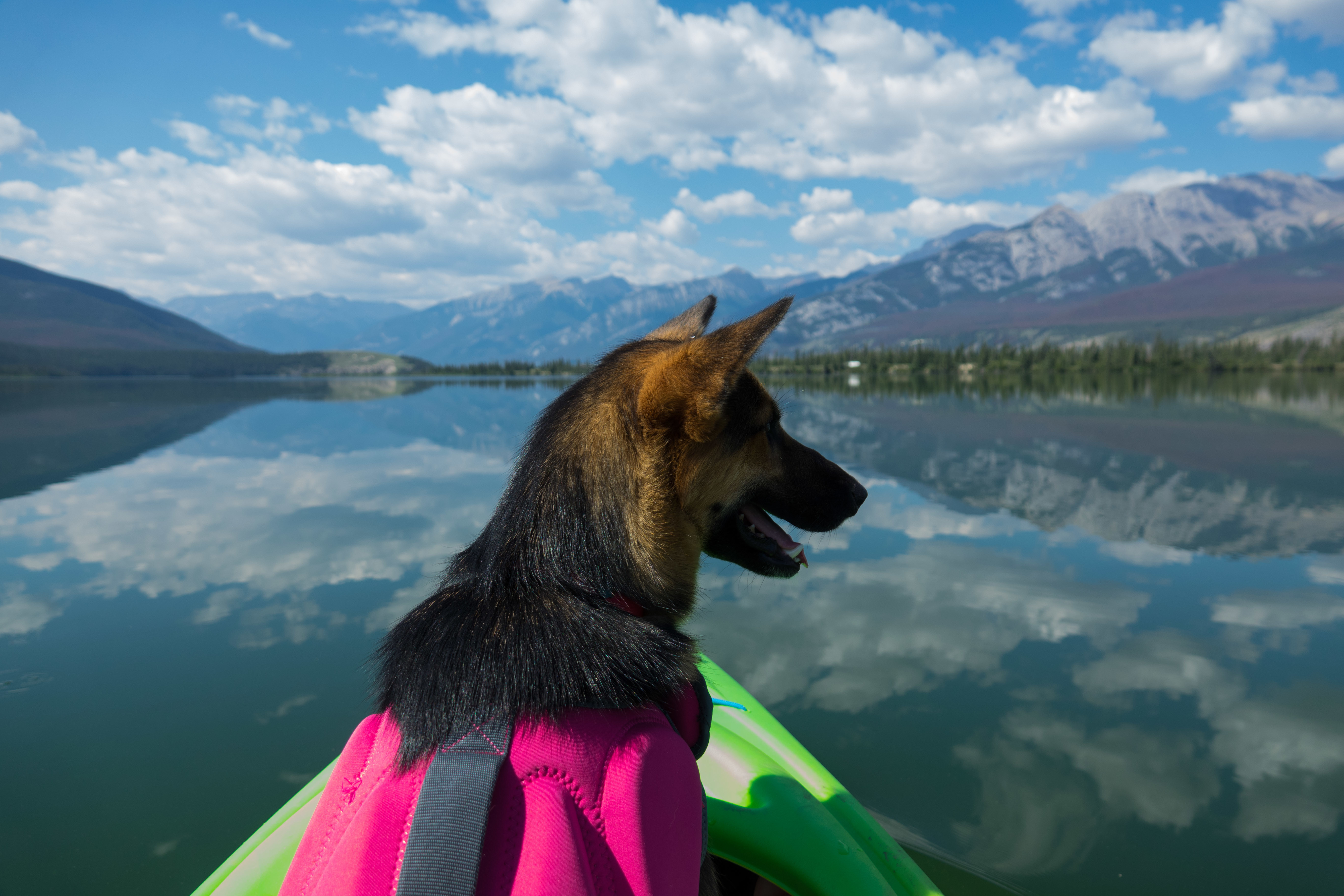 Avril, an adoptable German Shepherd Dog in Edmonton, AB, T5B 2B7 | Photo Image 6