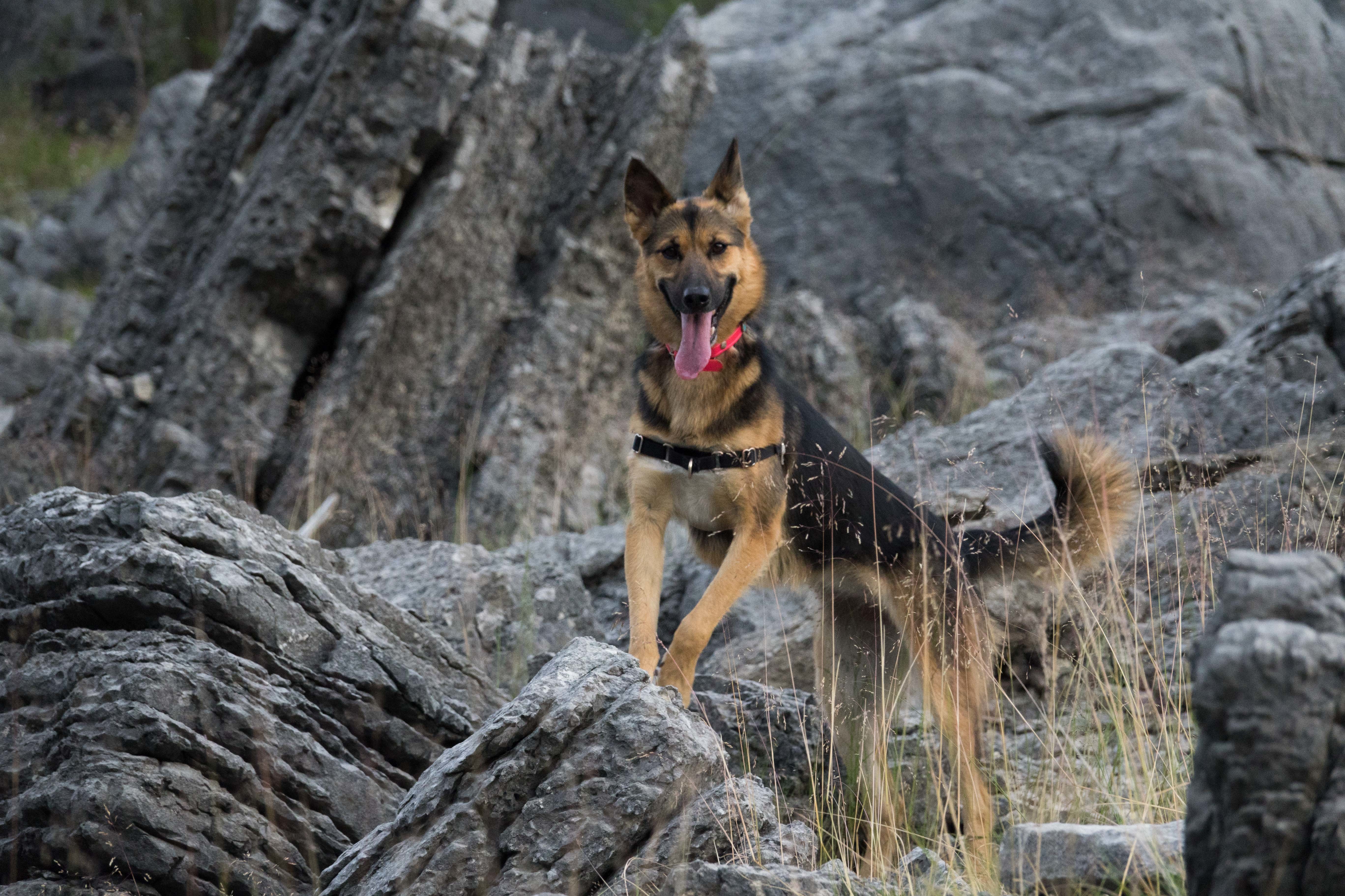 Avril, an adoptable German Shepherd Dog in Edmonton, AB, T5B 2B7 | Photo Image 8