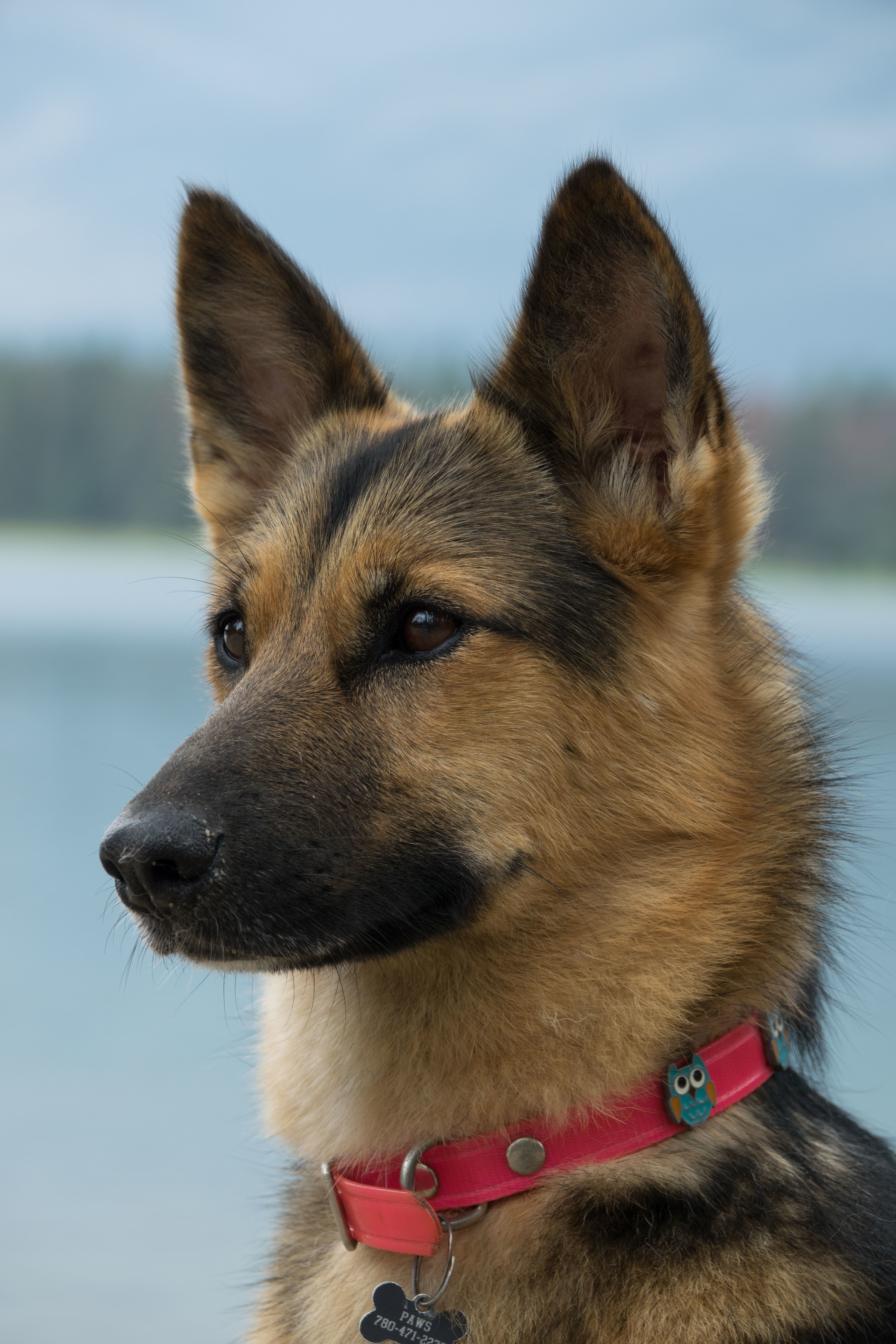 Avril, an adoptable German Shepherd Dog in Edmonton, AB, T5B 2B7 | Photo Image 9