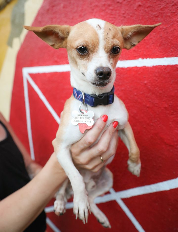 Guacamole, an adopted Chihuahua in Chicago, IL_image-3