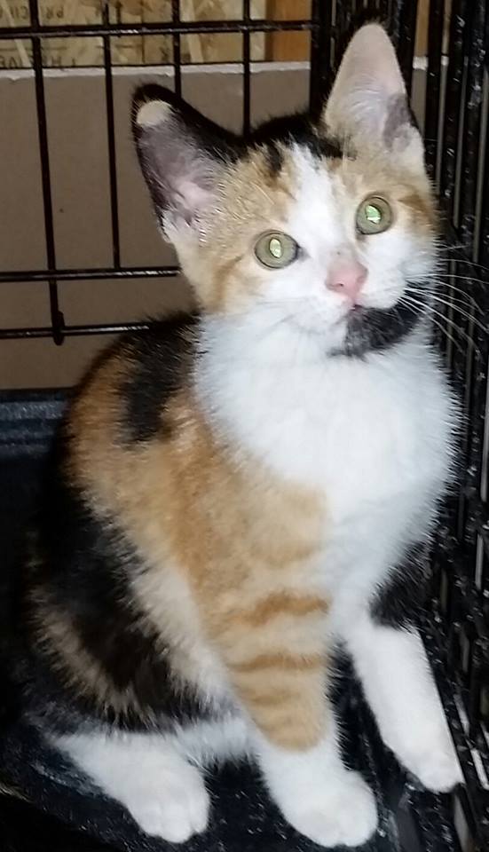 Cat for adoption - Petals, born Oct 2017, a Calico in Lucknow, ON |  Petfinder