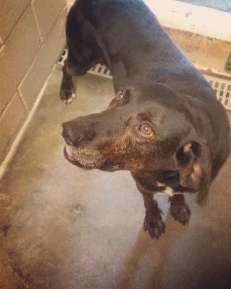 Toddy, an adoptable Hound, Mixed Breed in Clayton, GA, 30525 | Photo Image 1