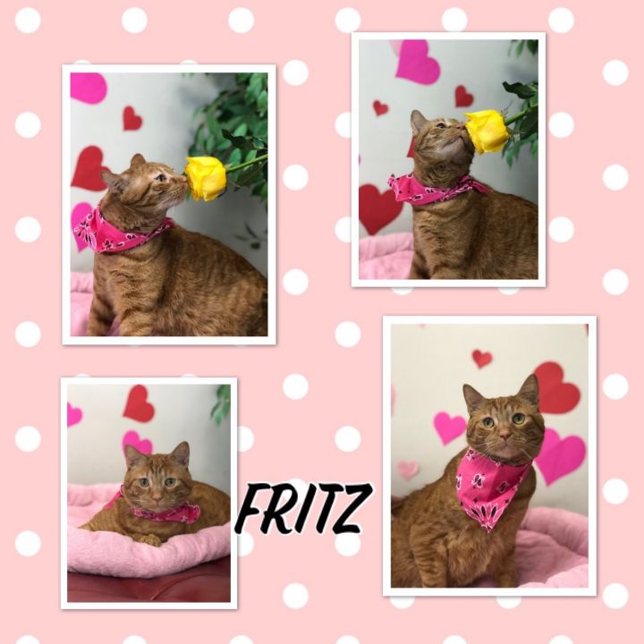 Fritz 1