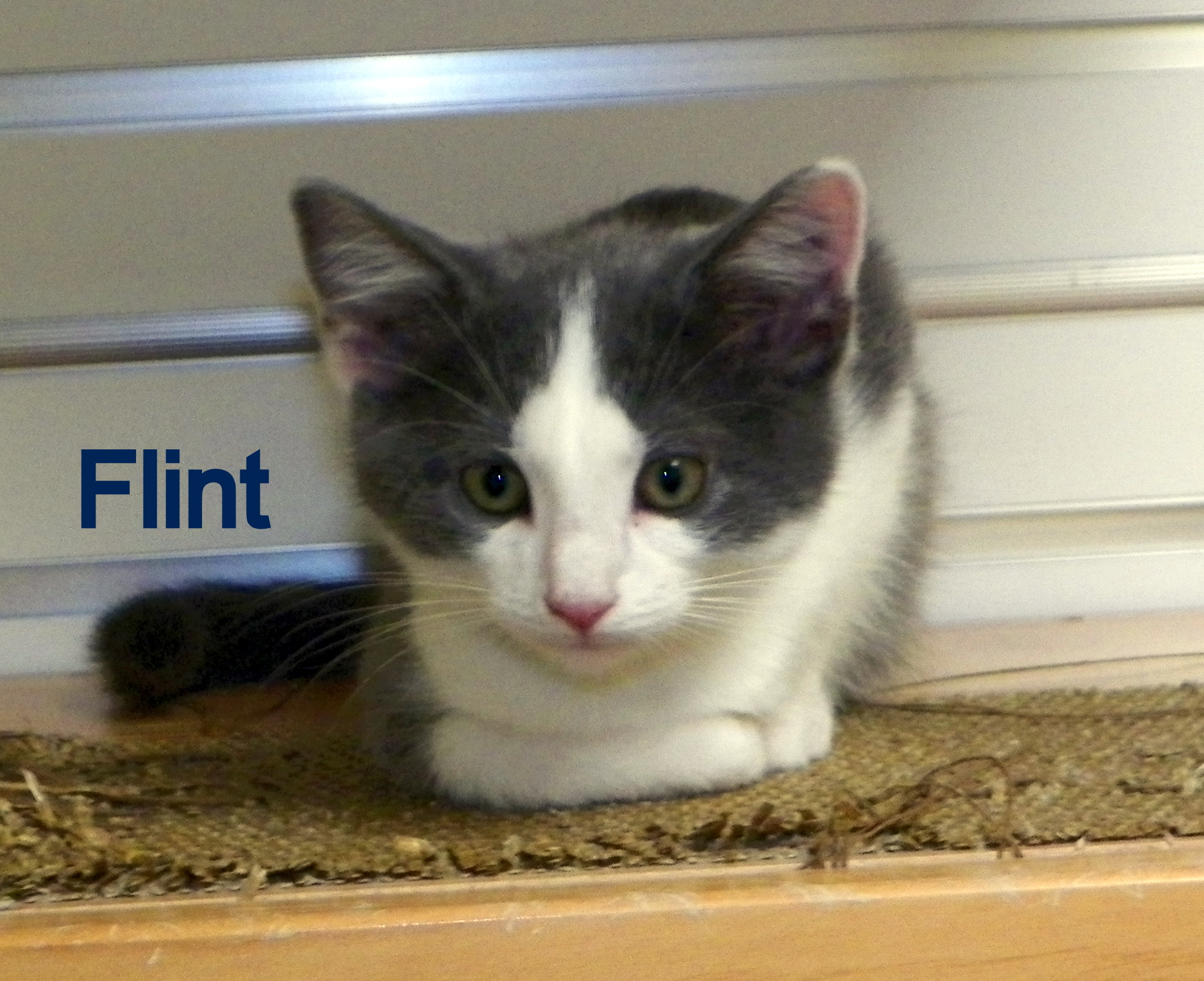 Flint detail page