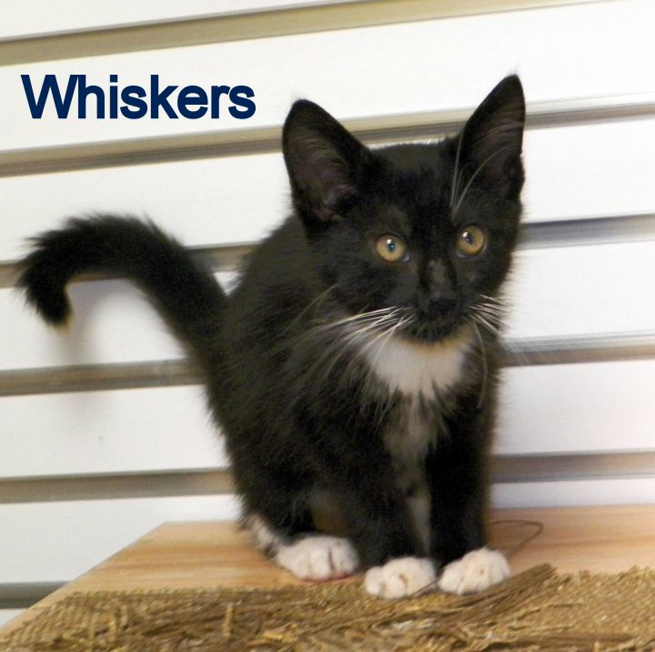 Whiskers 1