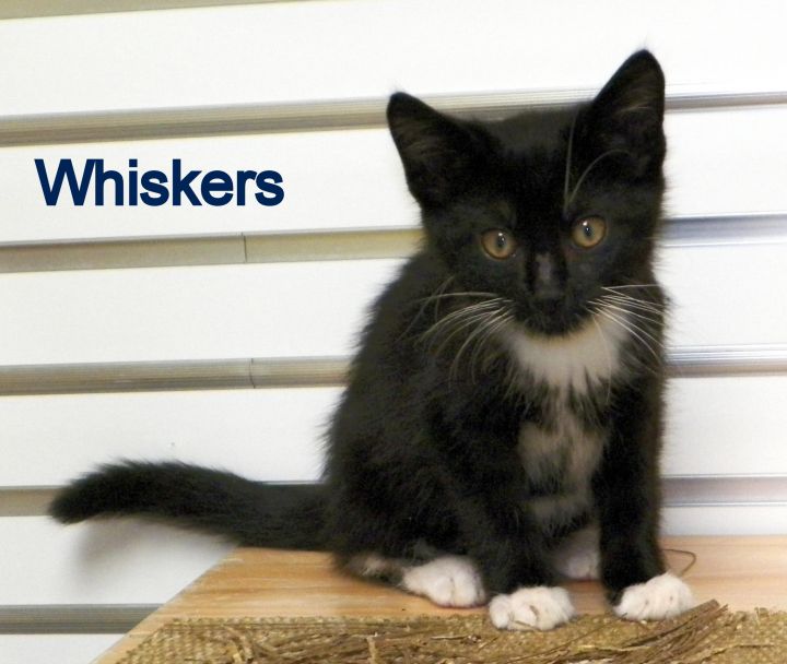 Whiskers 2