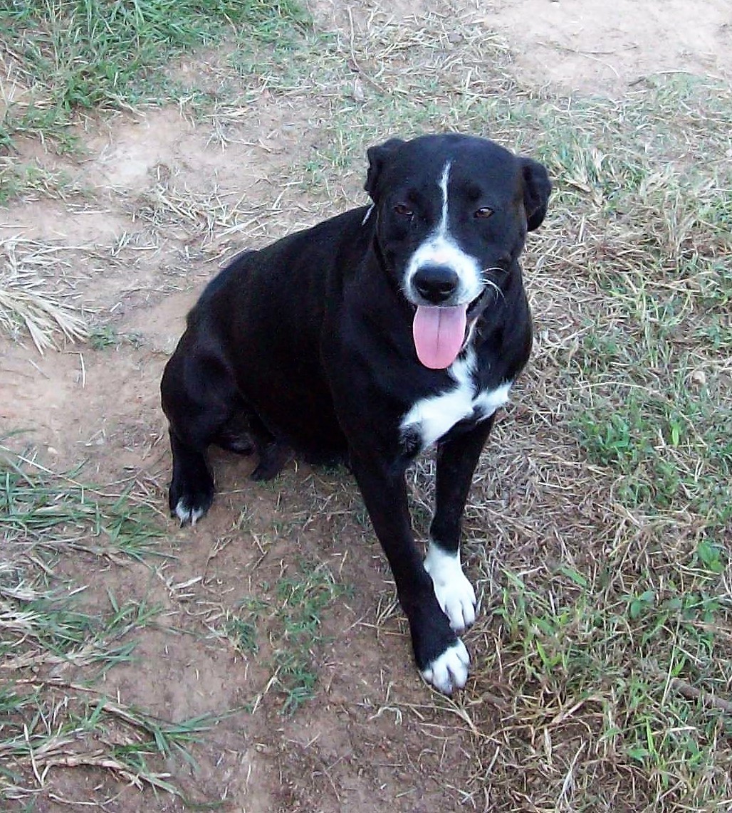 Milley, an adoptable Labrador Retriever, Border Collie in Buffalo, TX, 75831 | Photo Image 2
