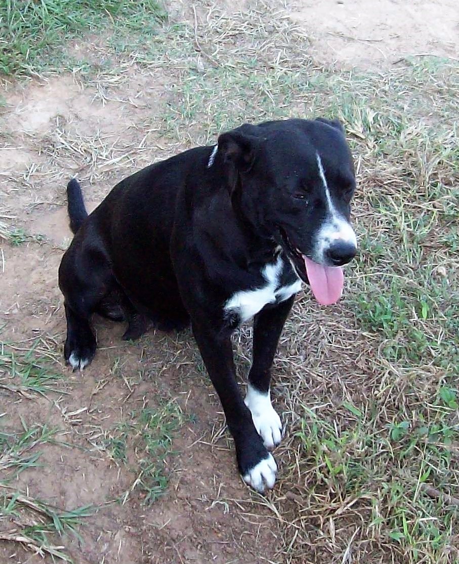 Milley, an adoptable Labrador Retriever, Border Collie in Buffalo, TX, 75831 | Photo Image 3