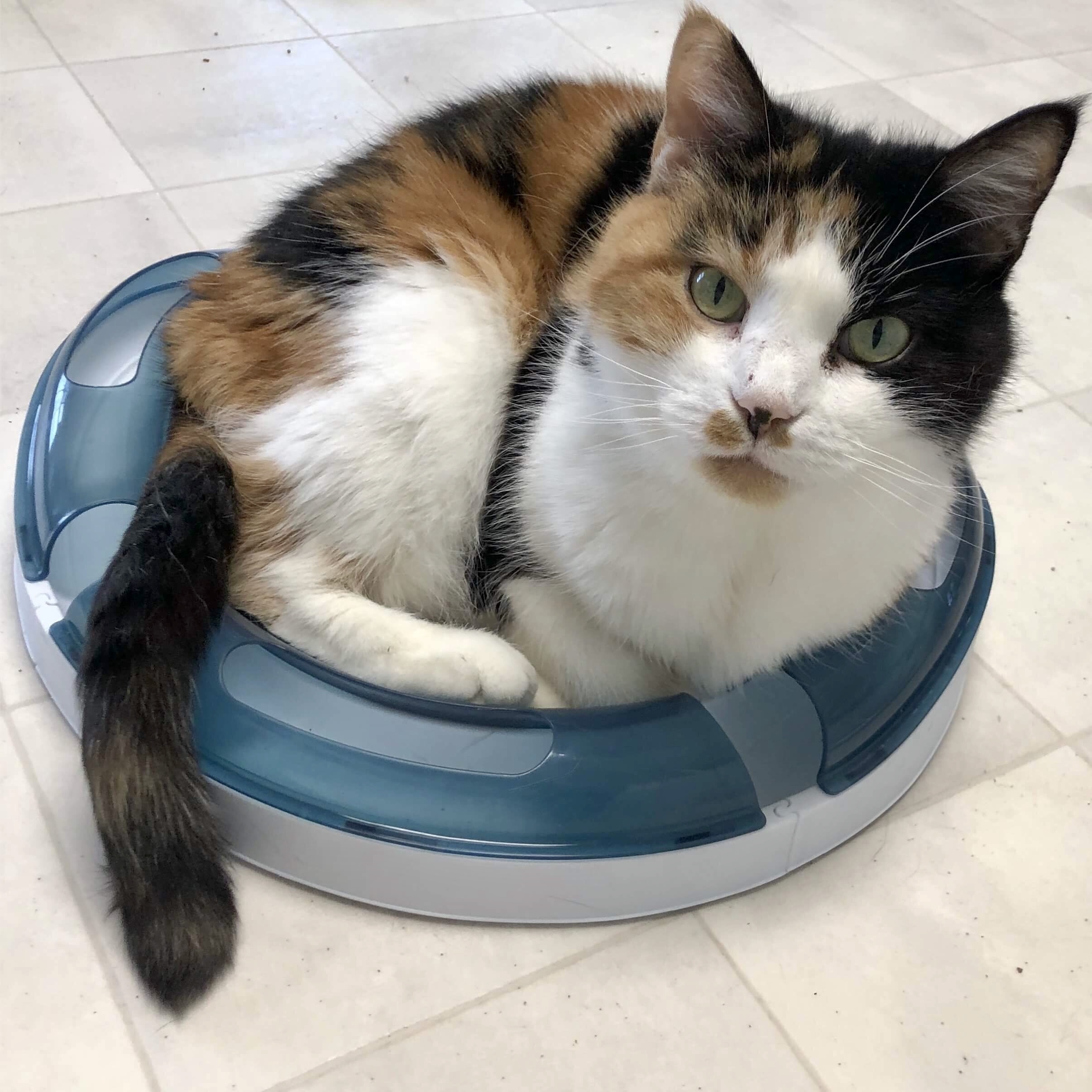 Patches, an adoptable Calico, Domestic Short Hair in Queenstown, MD, 21658 | Photo Image 3