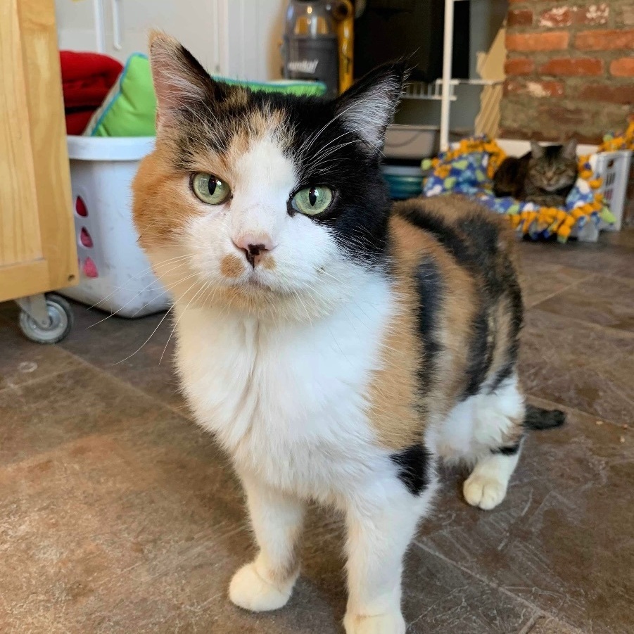 Patches, an adoptable Calico, Domestic Short Hair in Queenstown, MD, 21658 | Photo Image 4