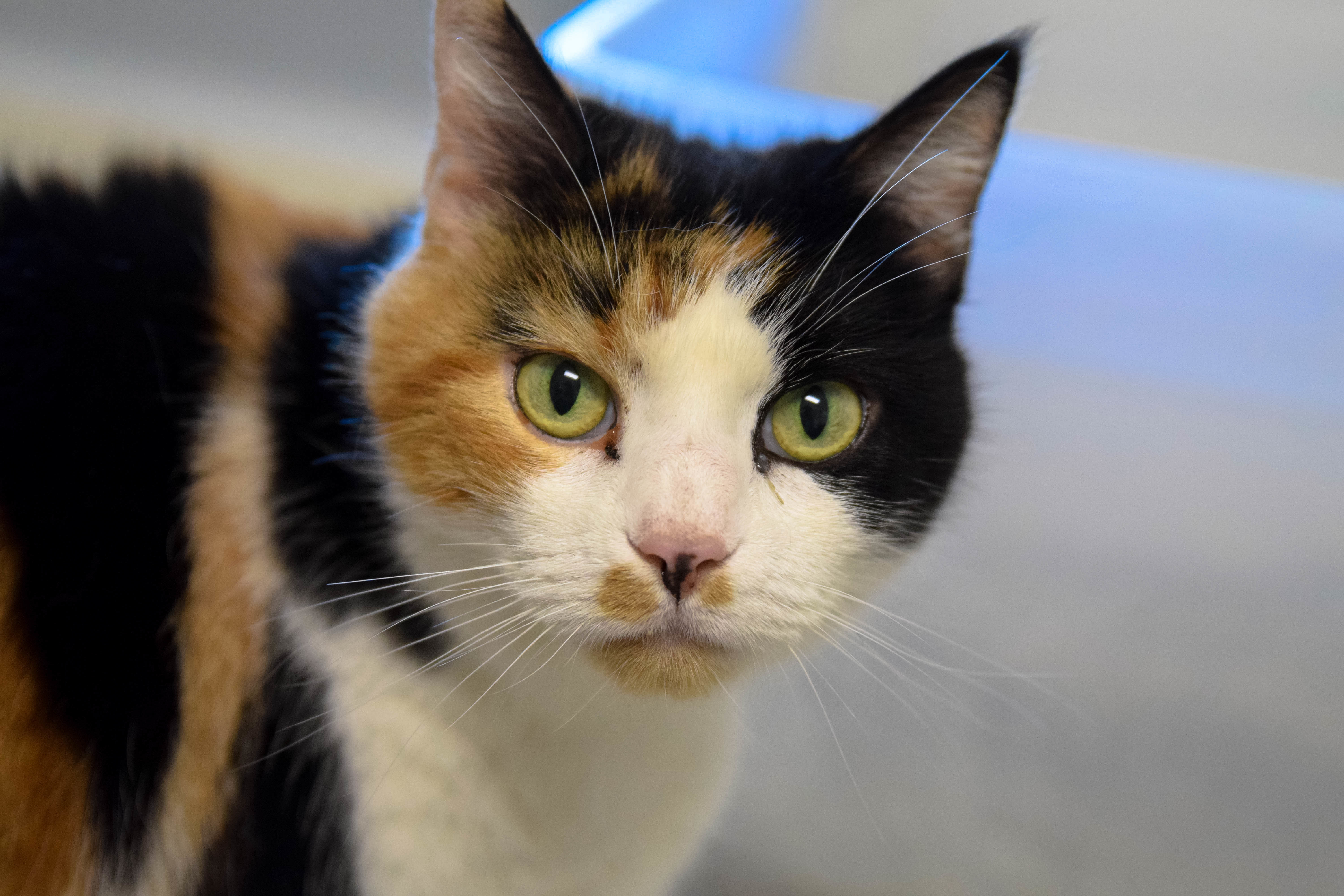 Patches, an adoptable Calico, Domestic Short Hair in Queenstown, MD, 21658 | Photo Image 5