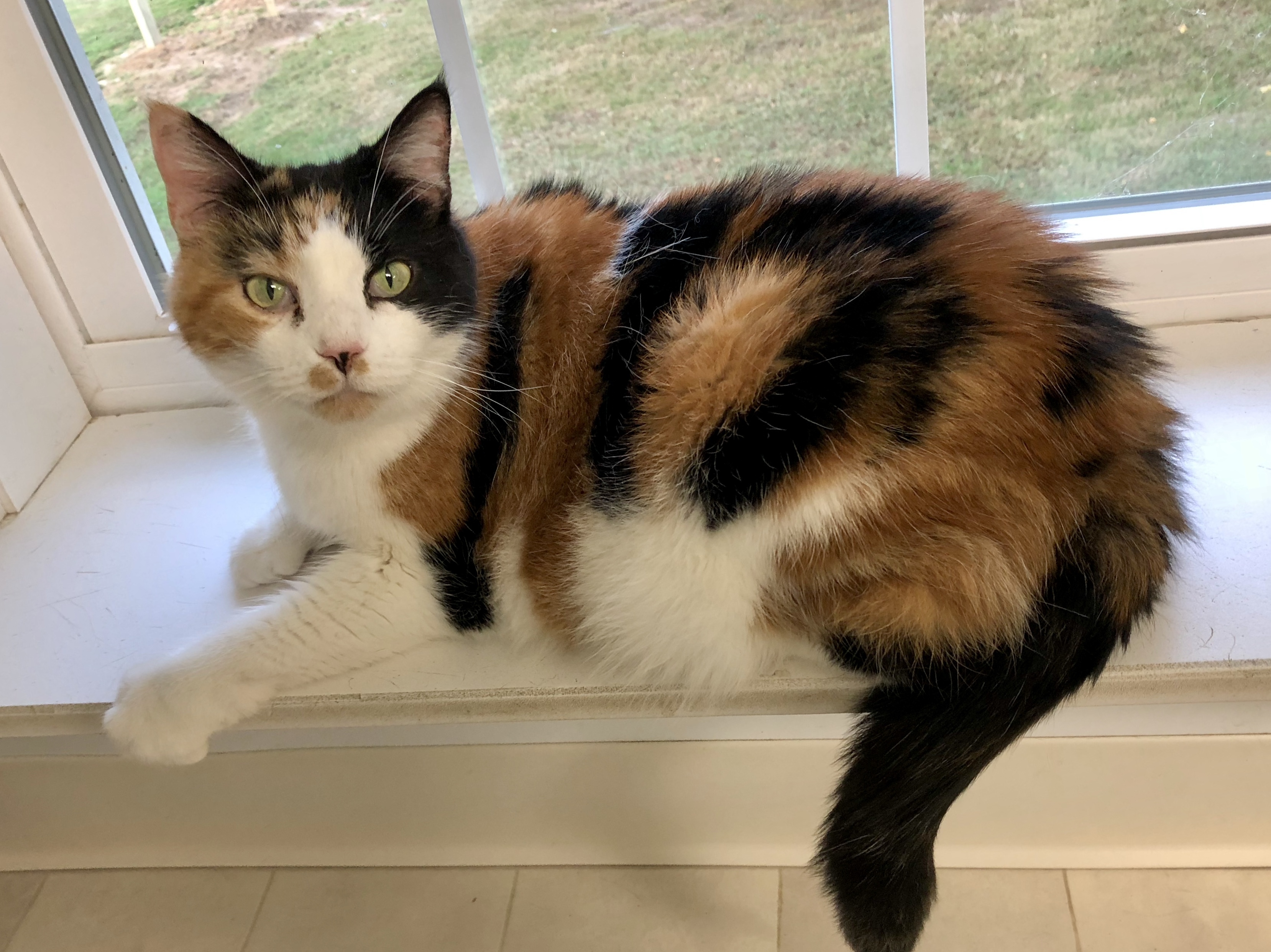 Patches, an adoptable Calico, Domestic Short Hair in Queenstown, MD, 21658 | Photo Image 6