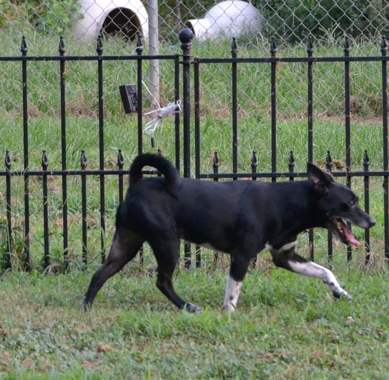 Jack, an adoptable Rat Terrier in Rock Hill, SC, 29731 | Photo Image 1