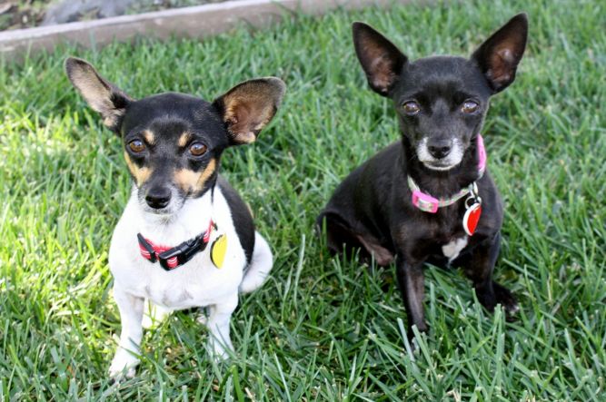 Agatha) and Allie - Bonded pairs get along and keep each other company!