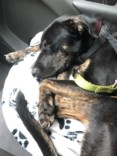Frida, an adoptable Shepherd in Newfoundland, PA, 18445 | Photo Image 2