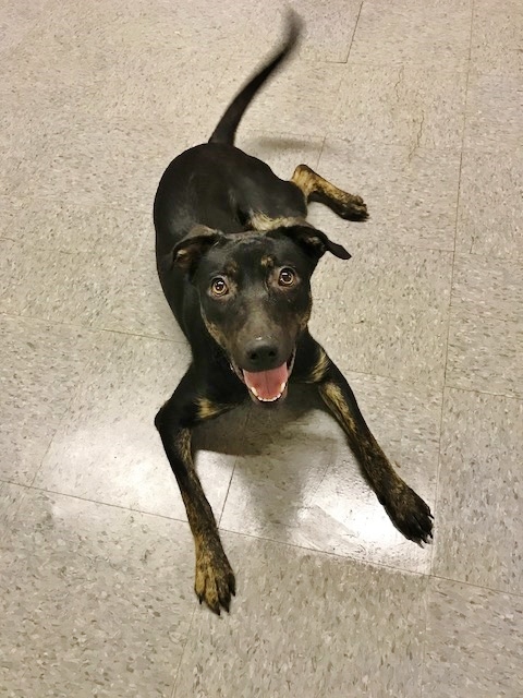 Frida, an adoptable Shepherd in Newfoundland, PA, 18445 | Photo Image 3