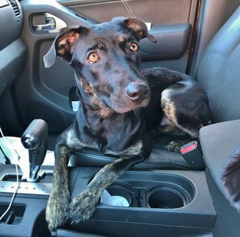 Frida, an adoptable Shepherd in Newfoundland, PA, 18445 | Photo Image 1