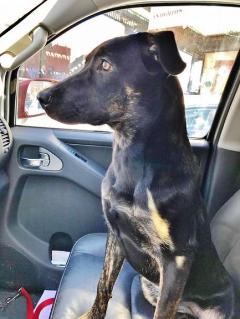 Frida, an adoptable Shepherd in Newfoundland, PA, 18445 | Photo Image 4