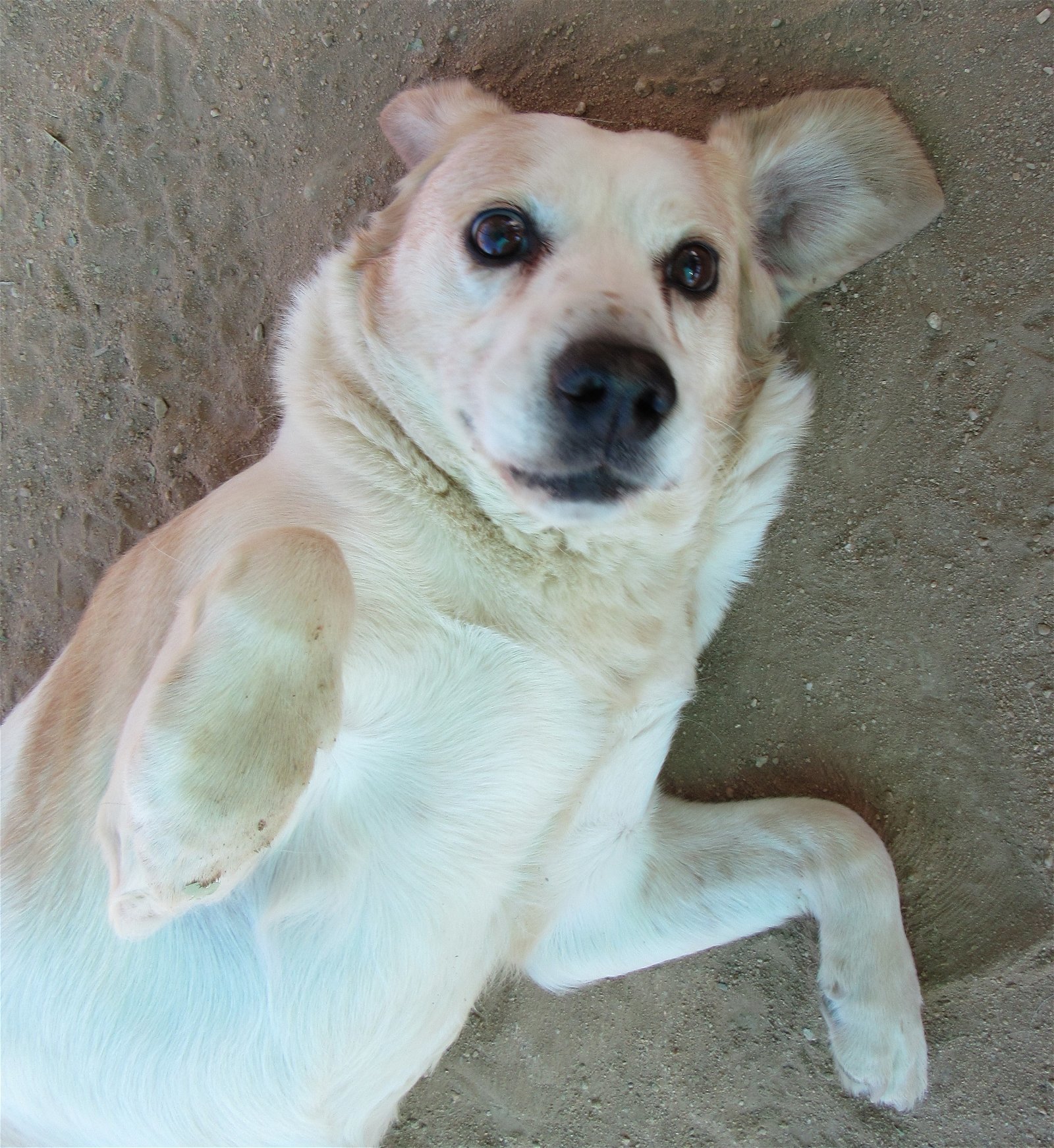 Spuds -, an adoptable Beagle, Labrador Retriever in Apple Valley, CA, 92307 | Photo Image 2
