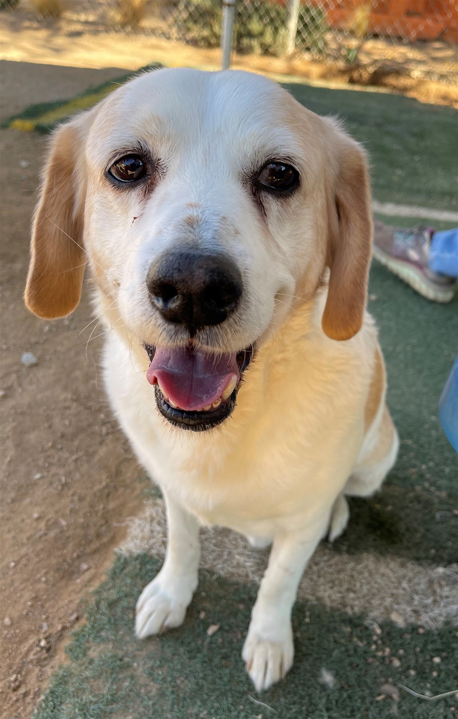 Spuds -, an adoptable Beagle, Labrador Retriever in Apple Valley, CA, 92307 | Photo Image 1