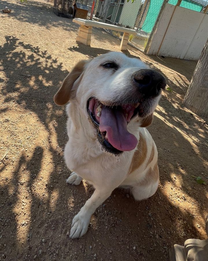 Dog For Adoption Spuds A Beagle Labrador Retriever Mix In Apple Valley Ca Petfinder