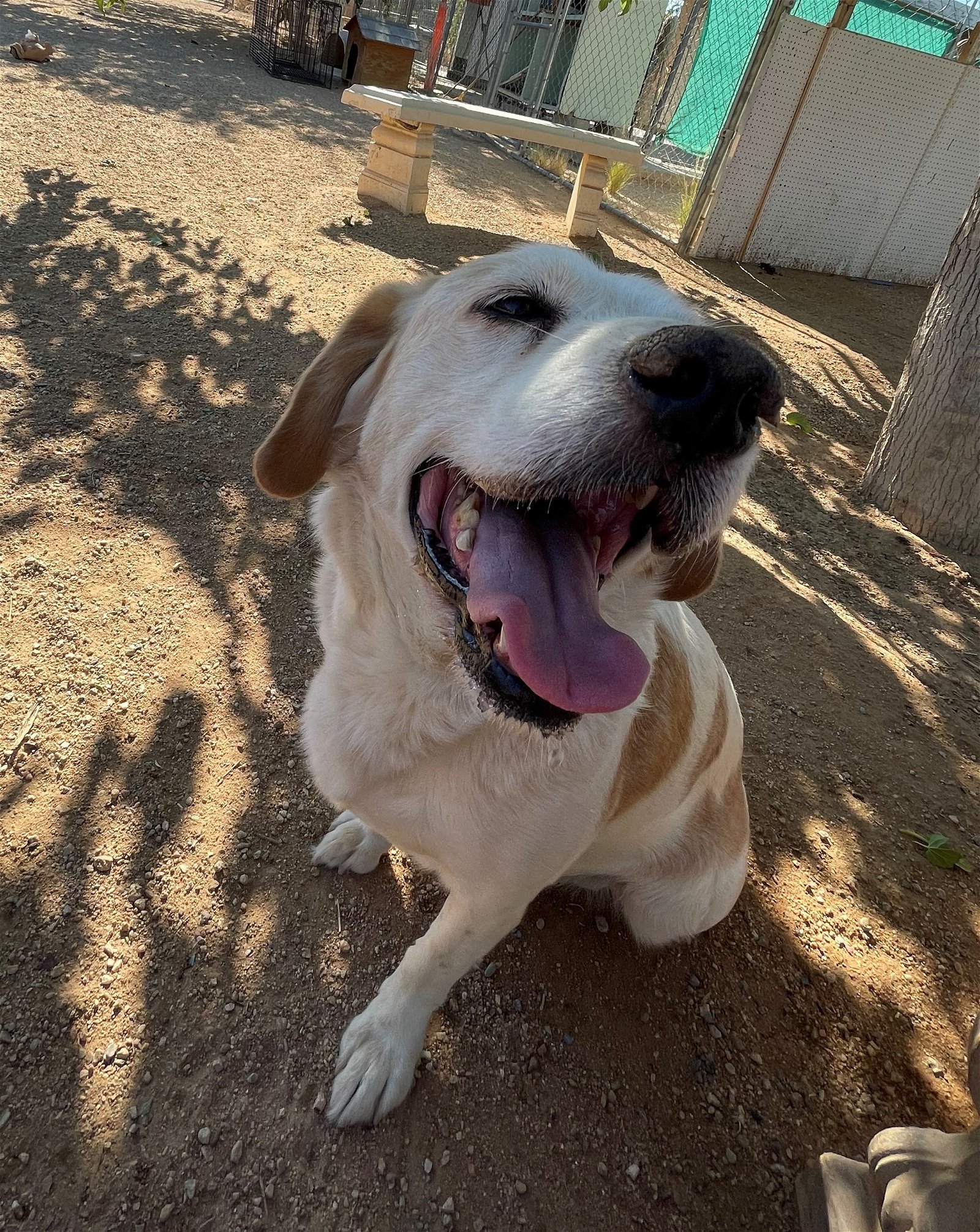Spuds -, an adoptable Beagle, Labrador Retriever in Apple Valley, CA, 92307 | Photo Image 3