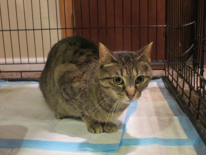 Cat For Adoption Stinky A Domestic Short Hair Tabby Mix In Grayslake Il Petfinder