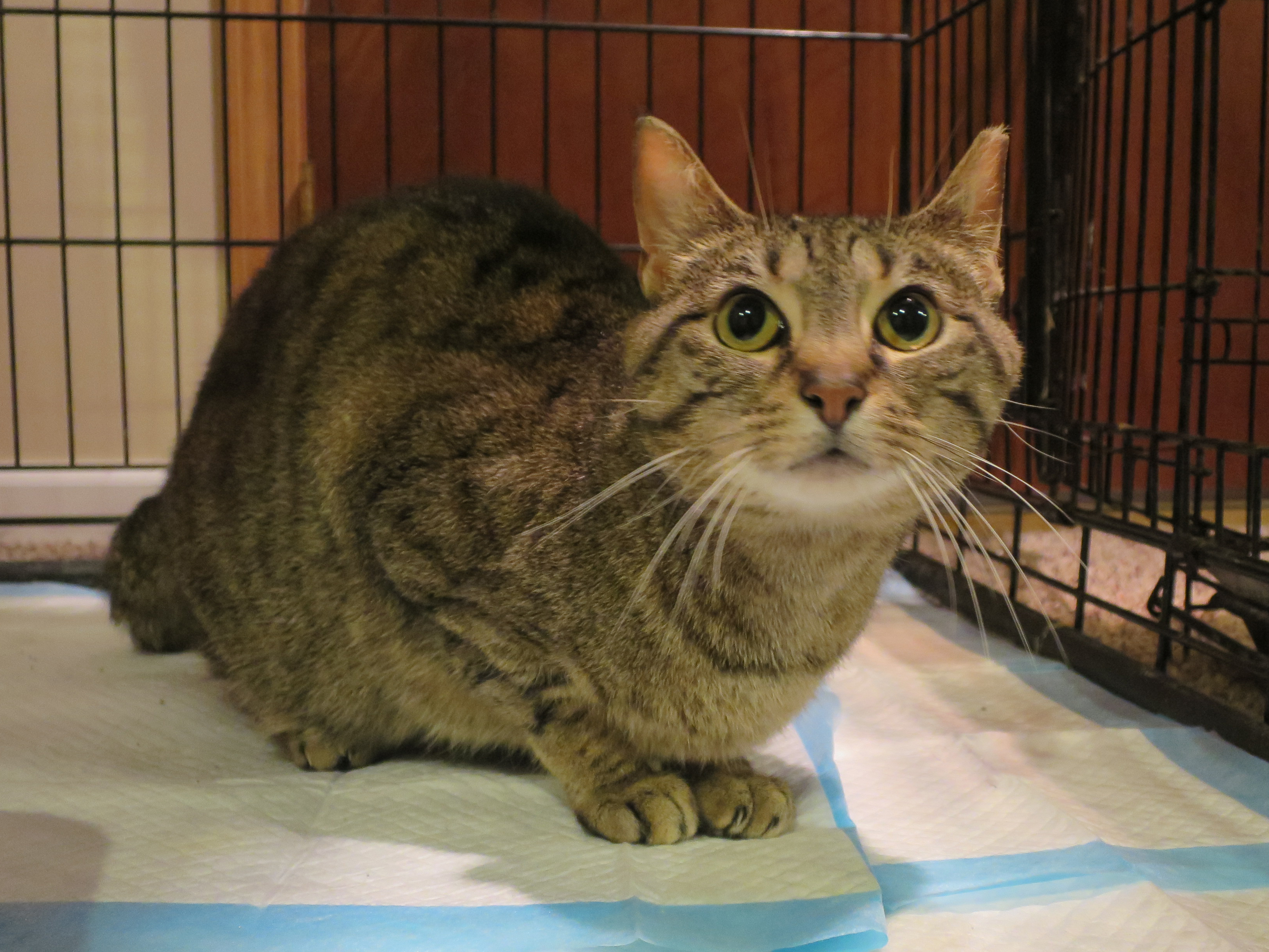 Stinky, an adoptable Domestic Short Hair, Tabby in Grayslake, IL, 60030 | Photo Image 2
