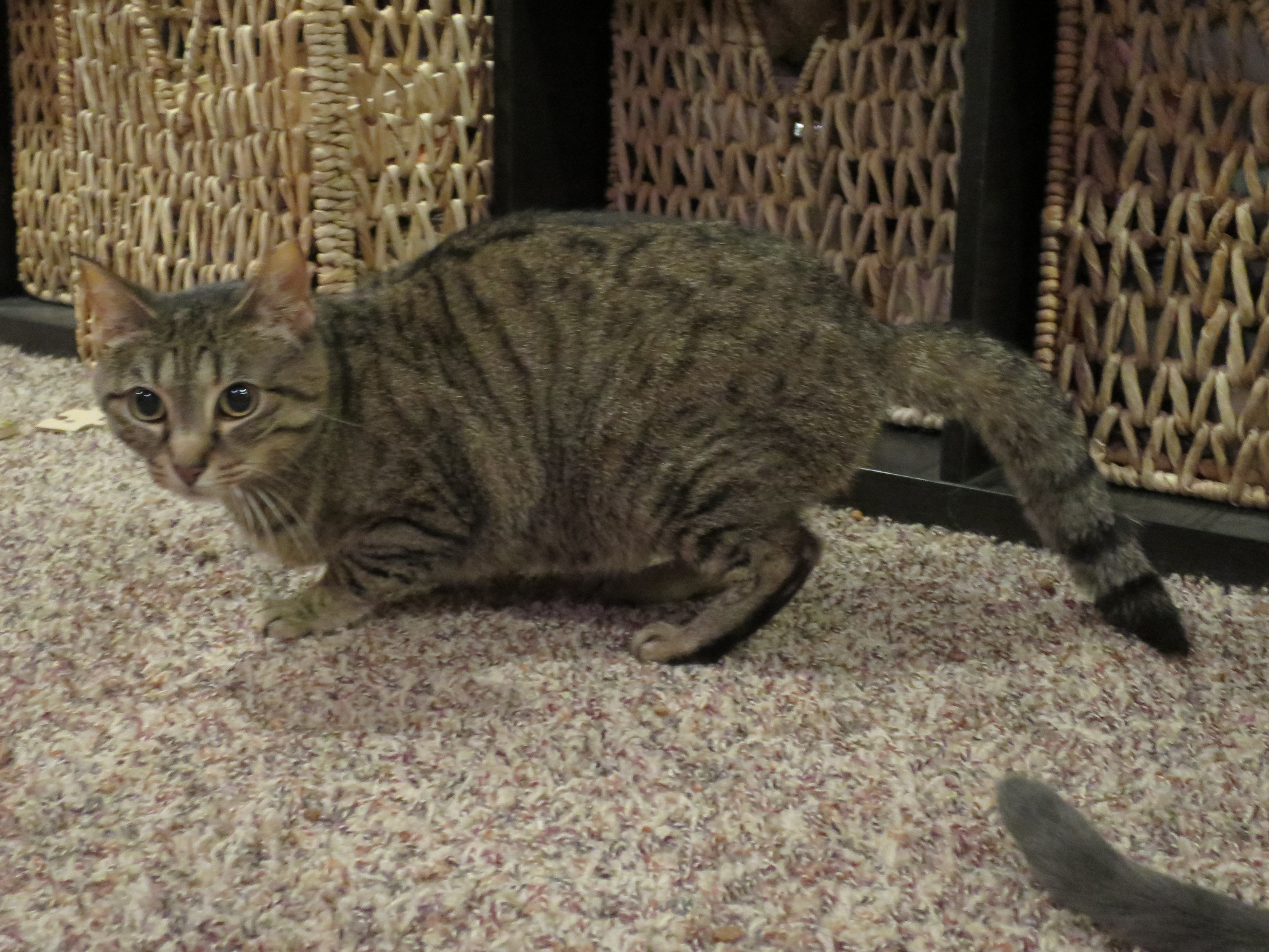 Stinky, an adoptable Domestic Short Hair, Tabby in Grayslake, IL, 60030 | Photo Image 3