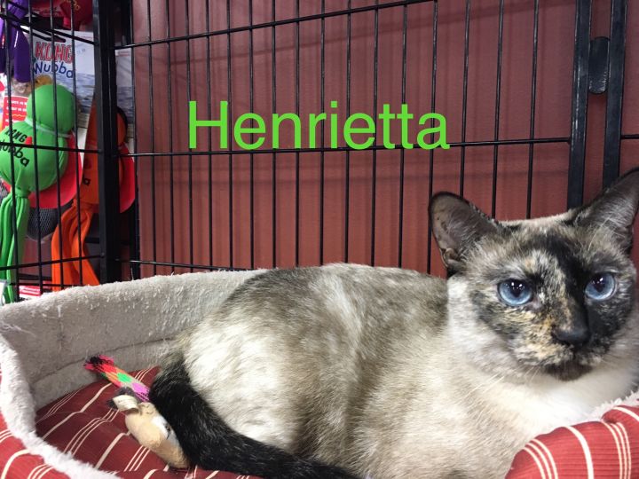 Henrietta 2