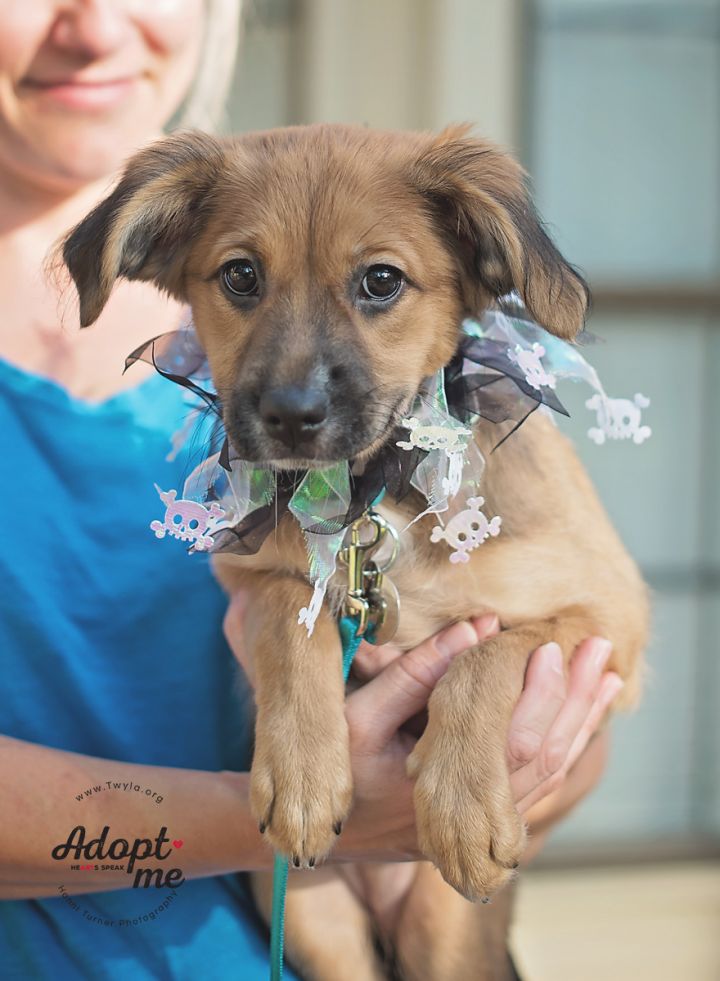 Bailey, an adopted Chihuahua & Nova Scotia Duck Tolling Retriever Mix in Kingwood, TX_image-5