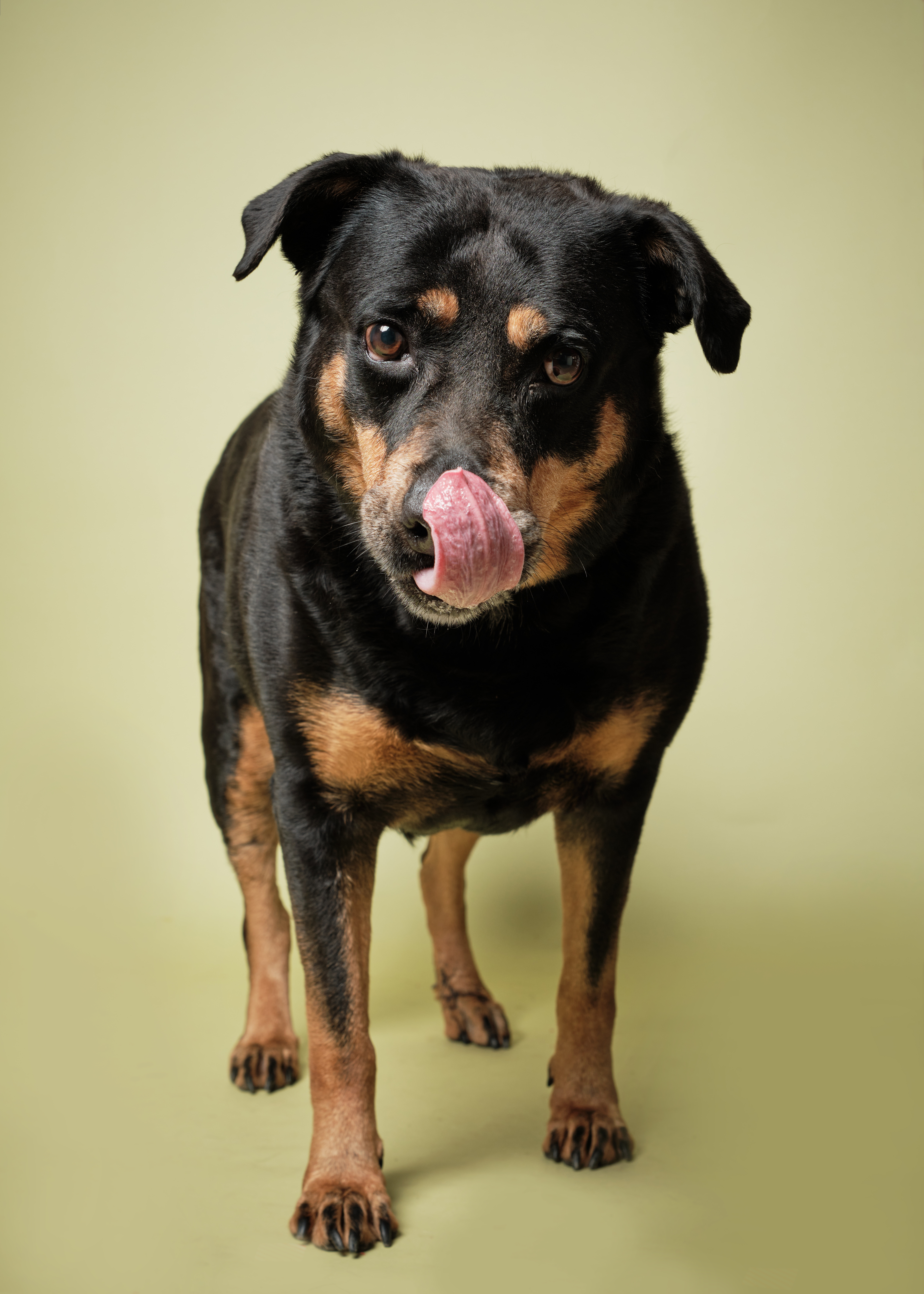 Xena* A146419, an adoptable Rottweiler in Plano, TX, 75093 | Photo Image 3