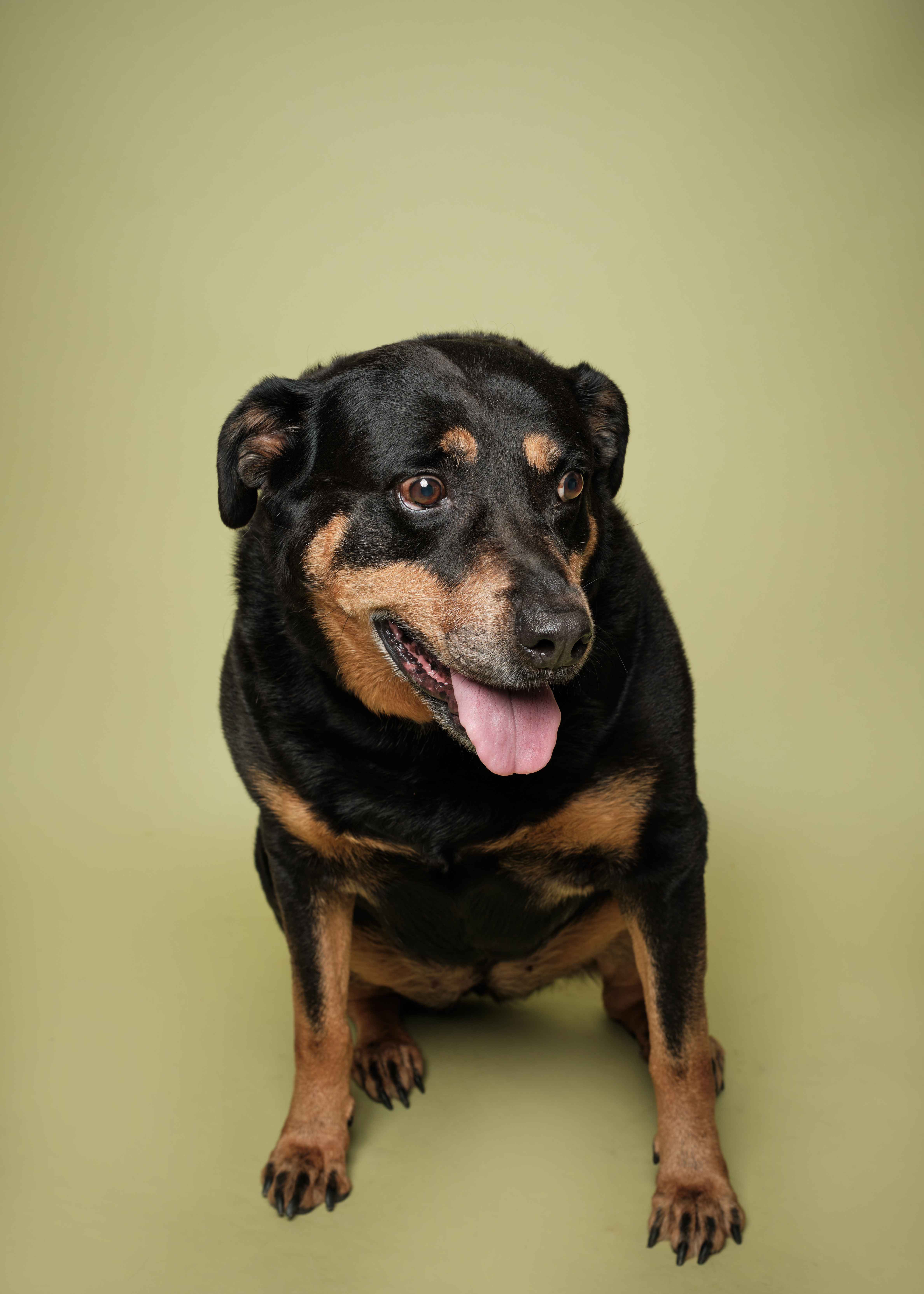 Xena* A146419, an adoptable Rottweiler in Plano, TX, 75093 | Photo Image 4